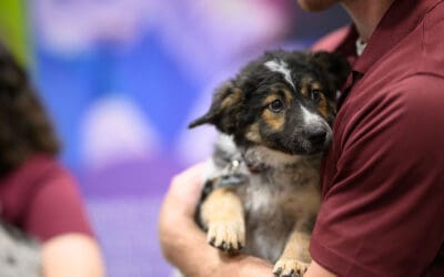 Petfood Forum 2026 Welcomes On-Site Pet Charities: PawsAbilities and Polk County Humane Society